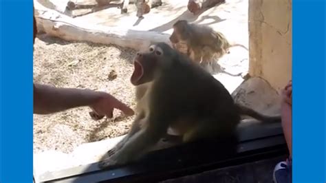 The monkey is amused by the magic trick